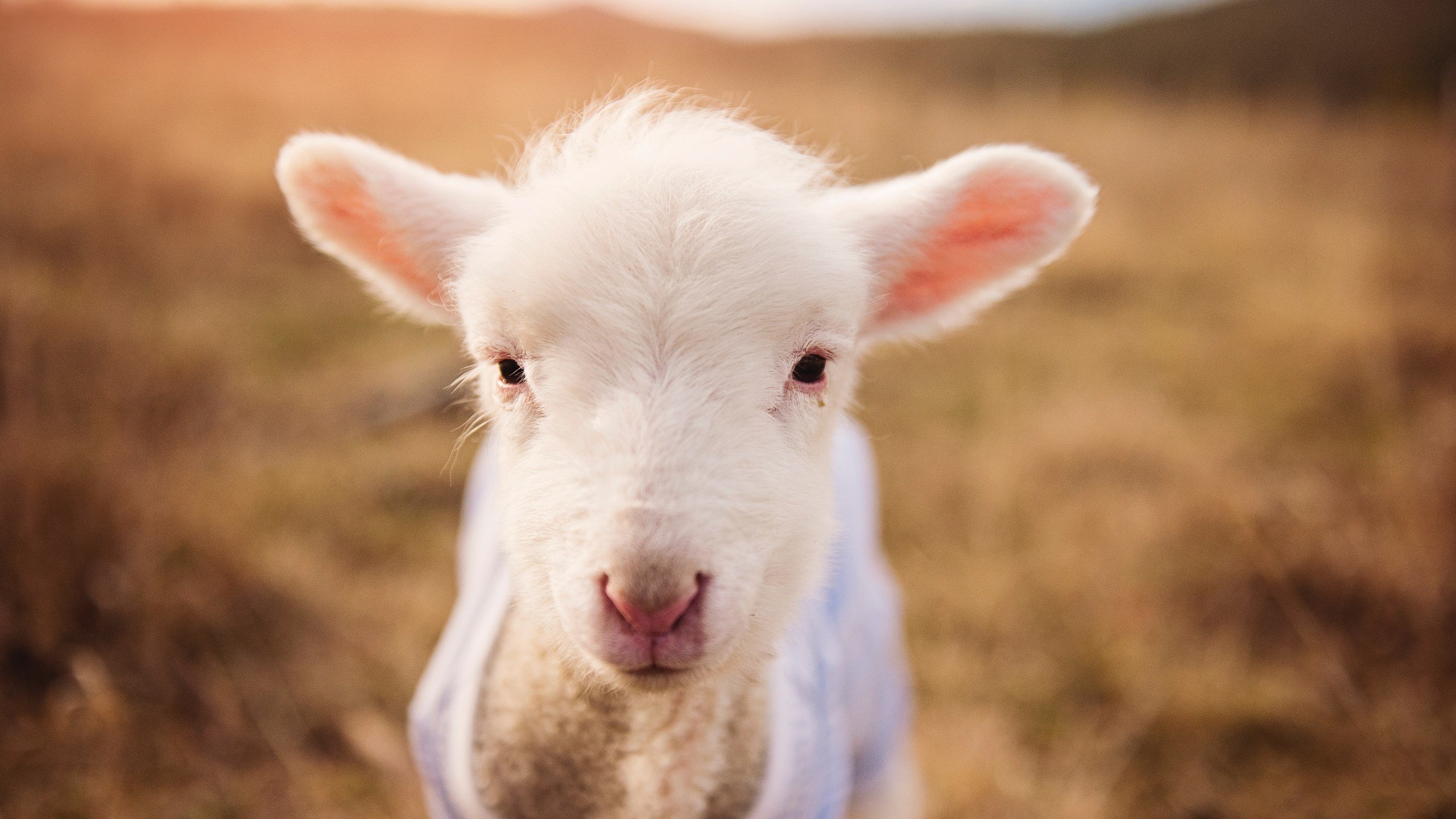 杜兰特末节封神!雄鹿鏖战灰熊,死神镰刀收割关键胜利